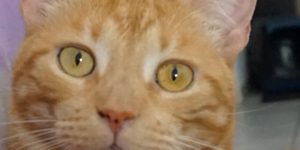 Rousseau - chat roux