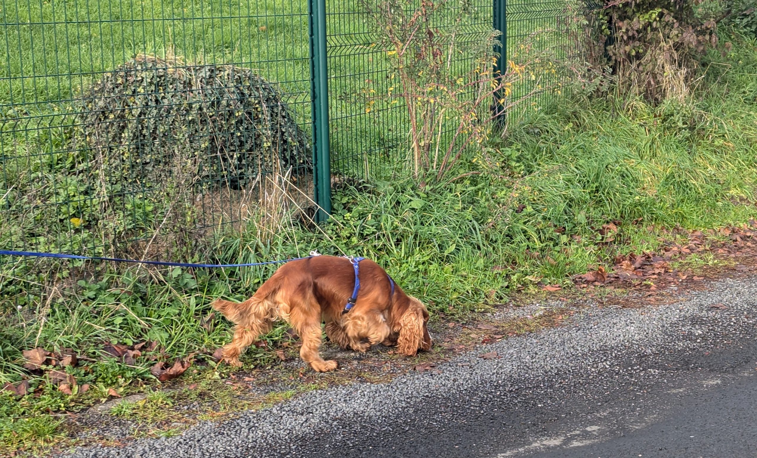 Mantrailing urbain aurillac
