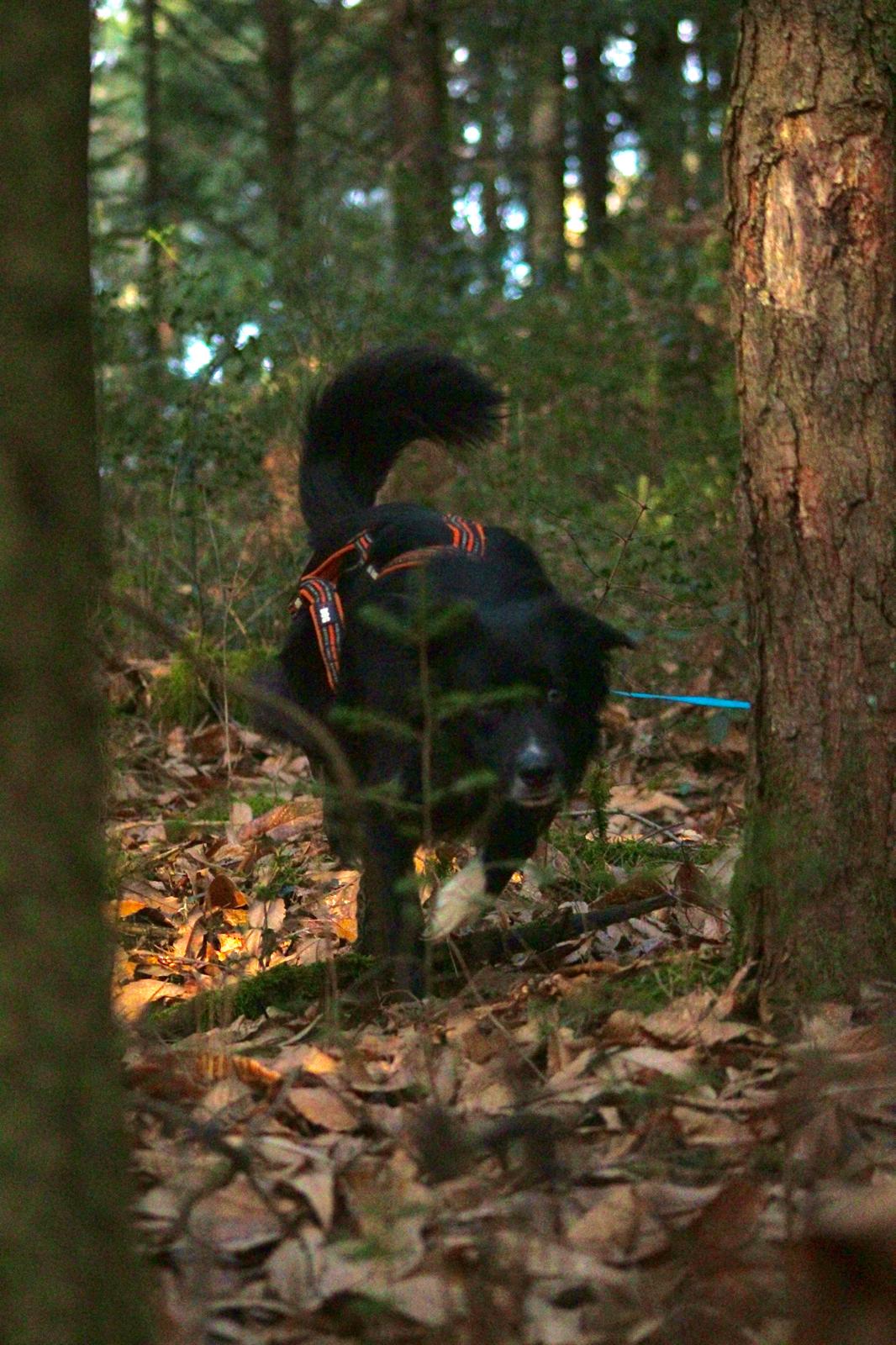 Mantrailing foret aurillac