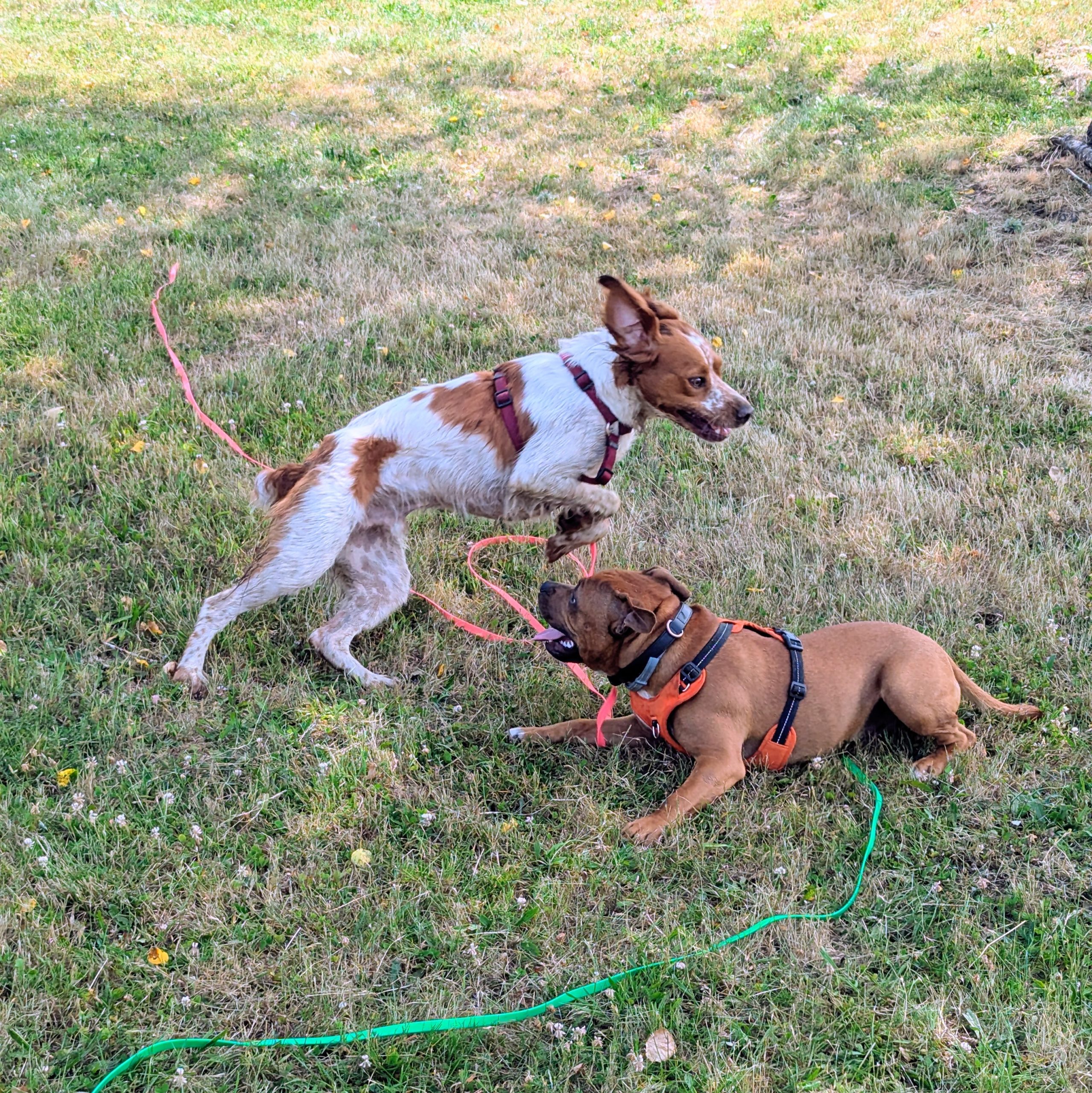 balade éducative collective chiens