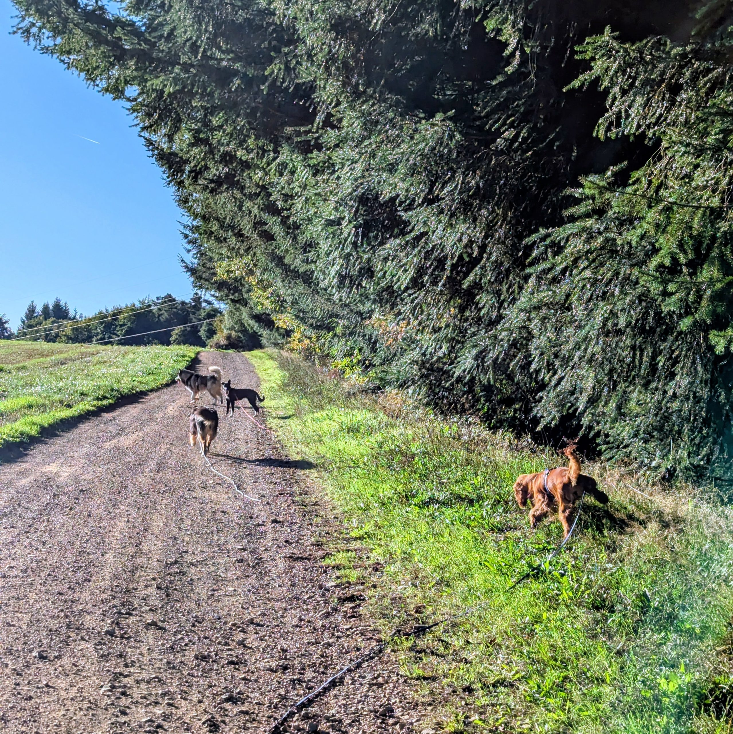 Balade éducative collective cantal