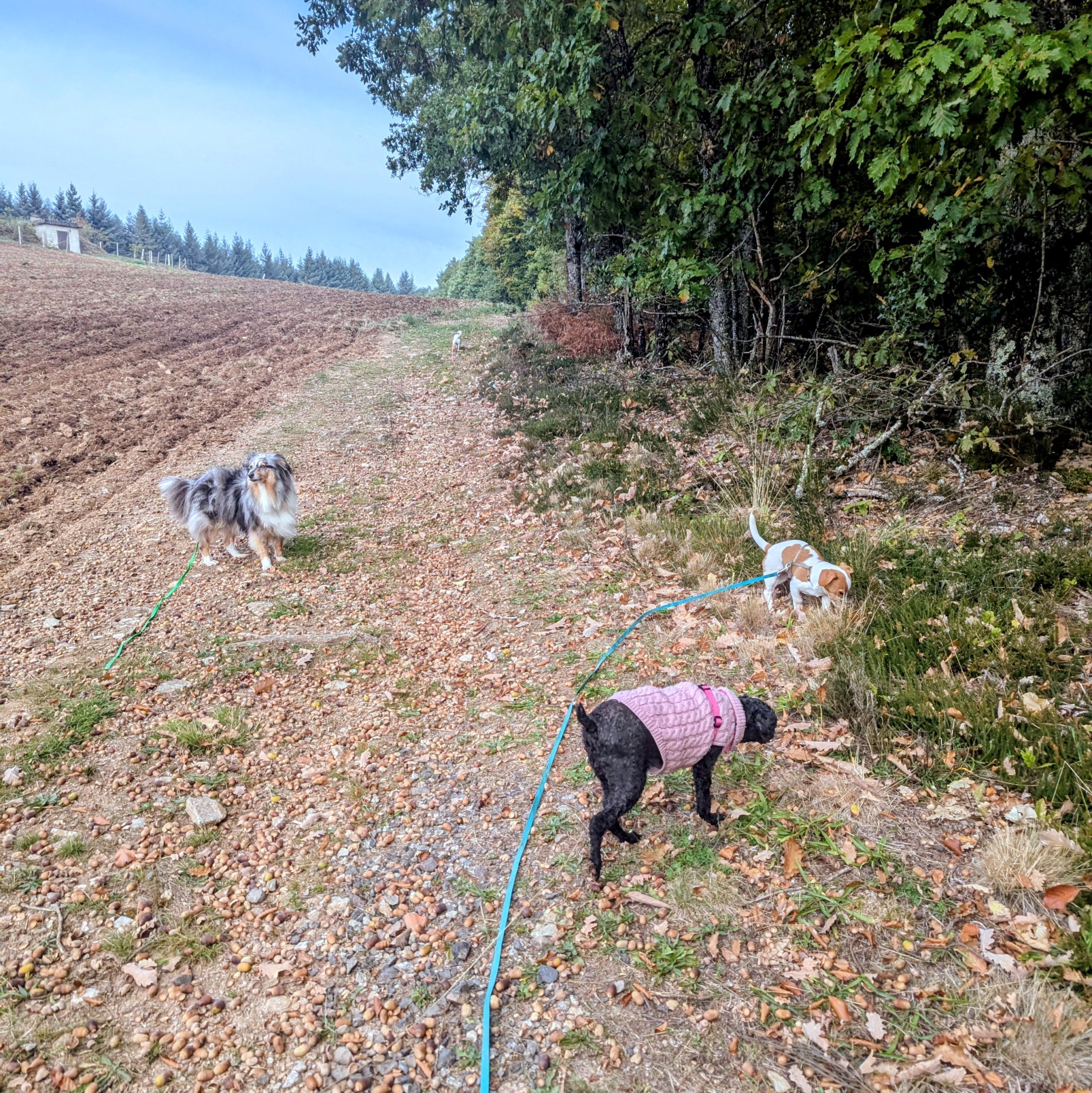 balade éducative collective chiens